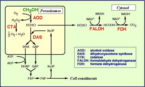 Methanol metabolism in the methylotrophic yeast